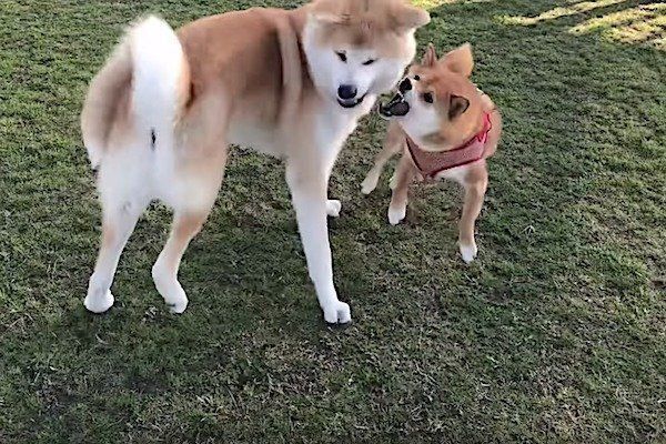 秋田犬に遭遇した柴犬 威勢よく対決を挑むも えー な結末に いぬのきもちnews