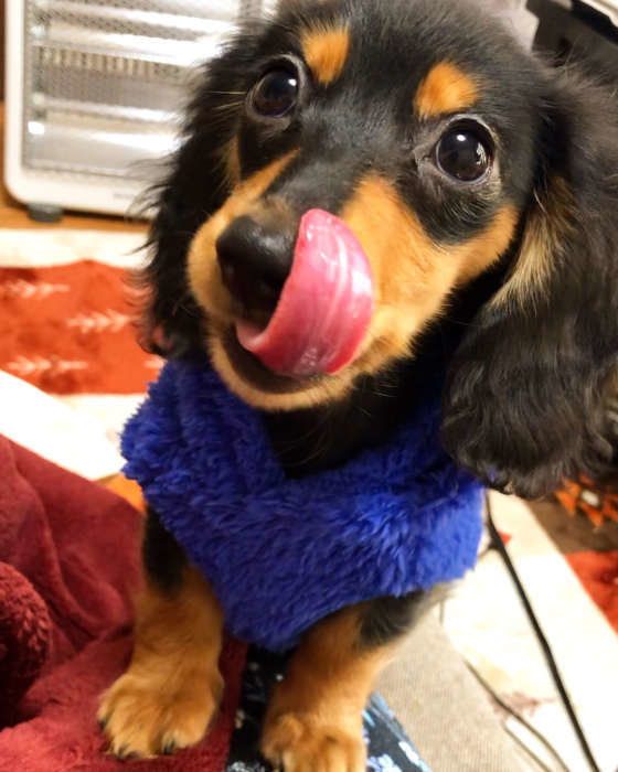 犬は 高所恐怖症 高い所が苦手な犬が多い理由とは いぬのきもちnews Line News