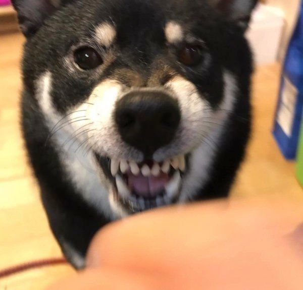 迫力がすごい かわいい黒柴ちゃんが オコ顔 になると いぬのきもちnews Line News