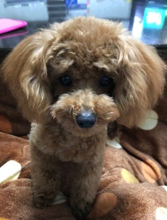 前足をちょこん 愛犬がひざに前足をのせるのはなぜ いぬのきもちnews