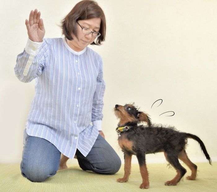 もう噛まれたくない飼い主さんへ 犬のストレス 見直してみよう いぬのきもちnews Line News