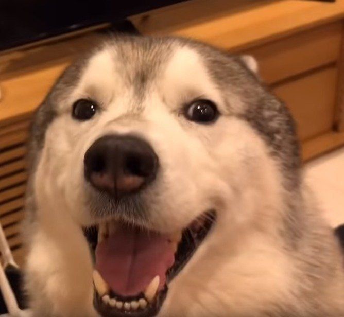 キュッキュ アオッアオッ 飼い主さんの帰宅に狂喜するワンコ いぬのきもちnews Line News