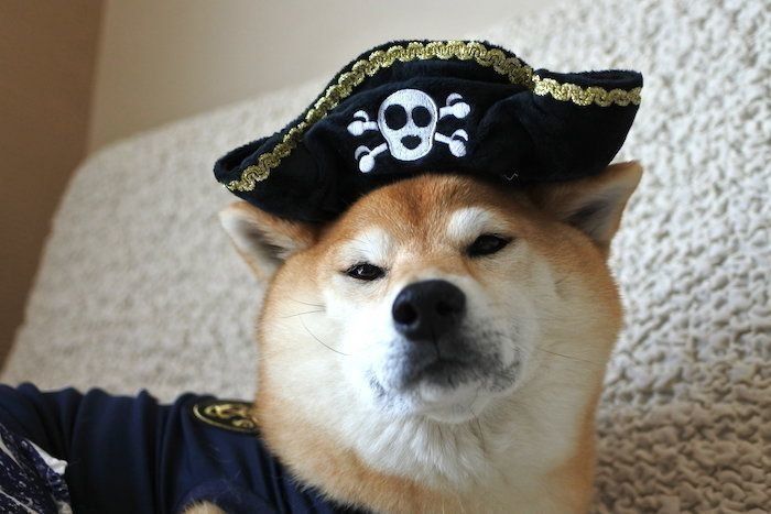柴犬マロたん もふもふが爆発する理由はフード シャンプー それとも いぬのきもちnews Line News