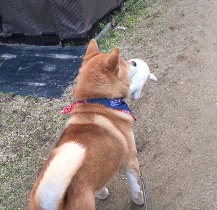 くせ者だワン ぬいぐるみ遊び中の柴犬 侵入者を追いかけるも いぬのきもちnews Line News