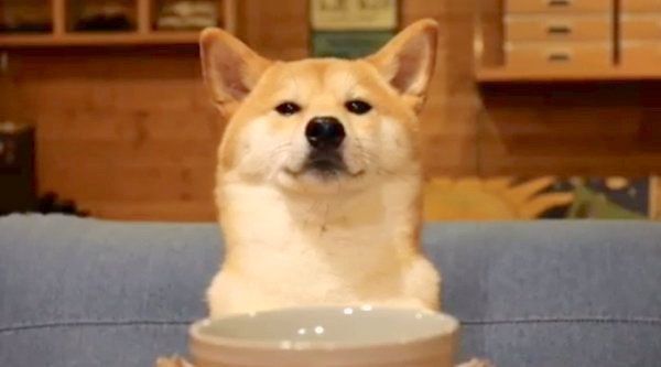 ワンコと飼い主さんの週末を覗き見 最高すぎる過ごし方とは いぬのきもちnews Line News
