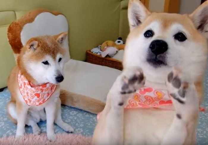 柴犬親子の ふみふみ と ちょいちょい に癒される D いぬのきもちnews Line News