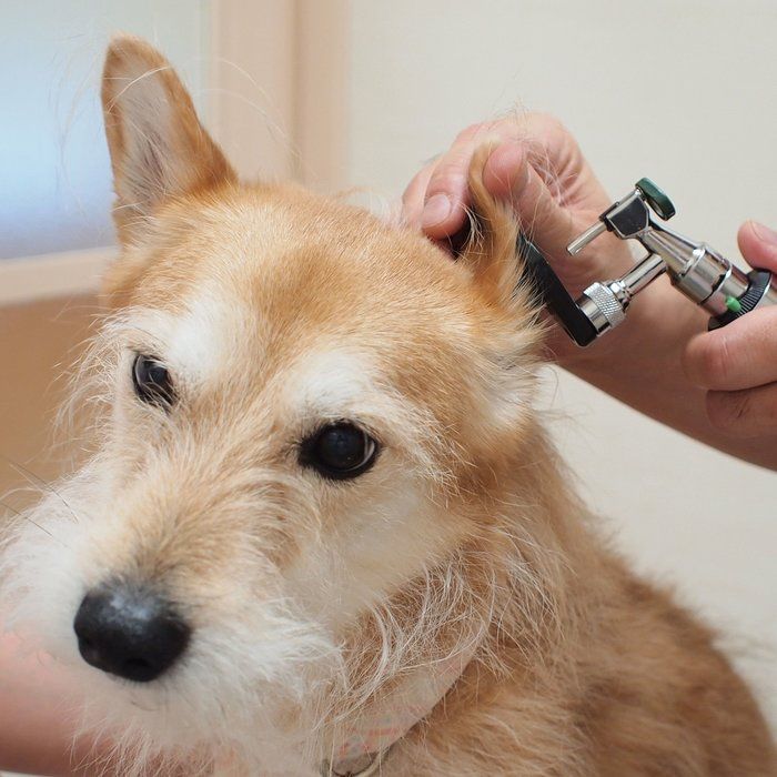 外耳炎かも と思ったら要チェック 動物病院での検査って いぬのきもちnews Line News