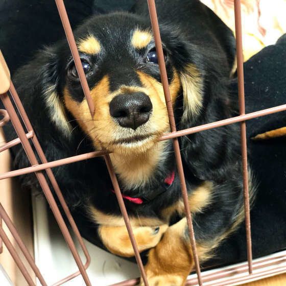 最初から留守番できる犬はいない 留守番できる犬になるまで いぬのきもちnews Line News
