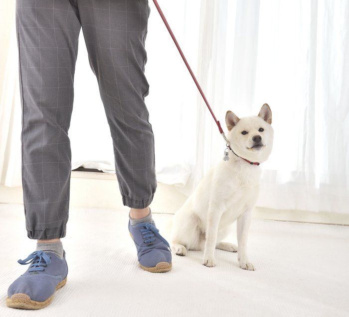 飼い主さんのストレスも 愛犬が不幸になるストレスとは いぬのきもちnews