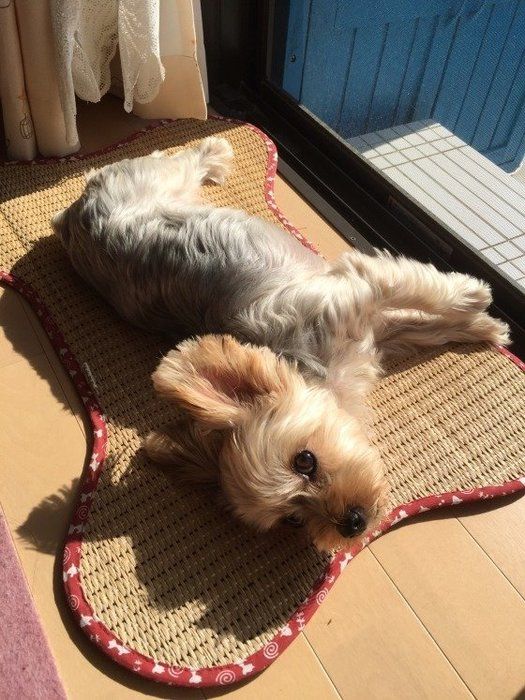 なぜか突っ張る 前足ピーン な犬たちがかわいい いぬのきもちnews