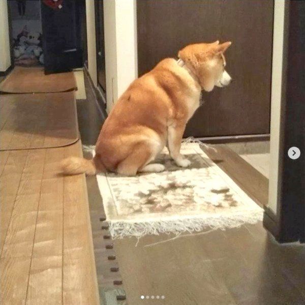 忠犬ハチ公 お父さんの帰りを待つワンコが健気すぎる いぬのきもちnews Line News