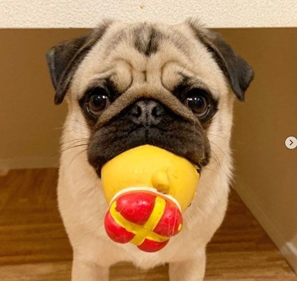 なぜか困り顔のパグくん 驚くけど ほっこりしちゃう理由とは いぬのきもちnews Line News