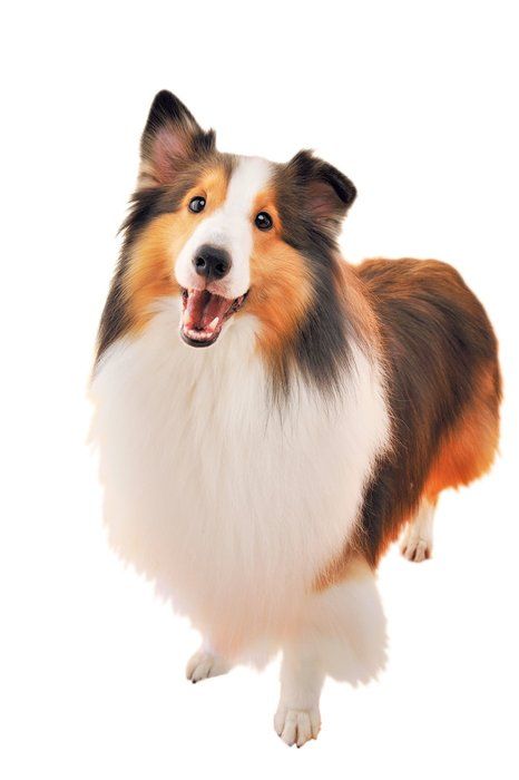 ウェスティ って知ってる ニックネームがある犬種は いぬのきもちnews Line News