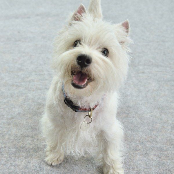 この言葉一つで犬の困った行動が解決 オイデ の教え方 いぬのきもちnews Line News