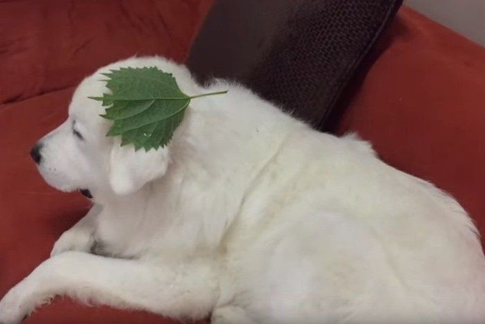 柏餅のよう 頭に葉っぱを乗せて帰ってきた大きな白い犬 いぬのきもちnews