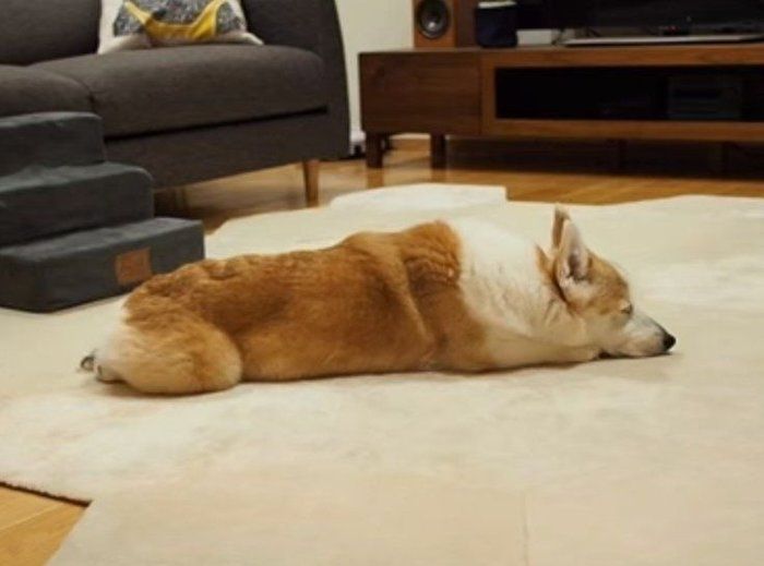 大好きなパパが出張 とは知らないコーギーの切ない行動 いぬのきもちnews Line News