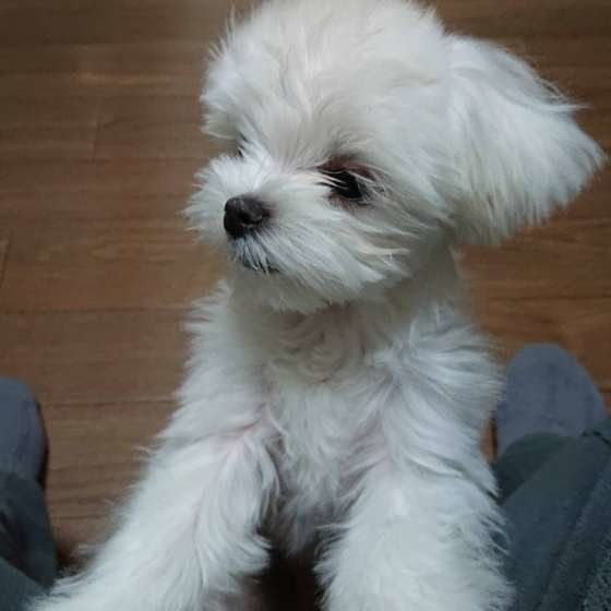 犬が抱っこをせがむ理由が可愛すぎ 抱っこ犬 画像まとめ いぬのきもちnews Line News