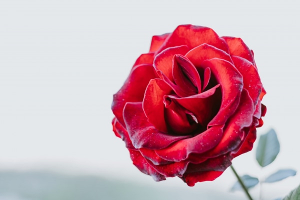 花言葉 愛 にまつわる花 マイナビウーマン Line News