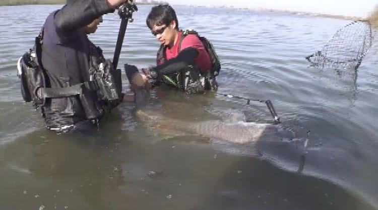 ヤバいぞ利根川 巨大な幻の怪魚捕獲に挑む1時間の死闘 ヤバいぞ利根川 巨大な幻の怪魚捕獲に挑む1時間の死闘