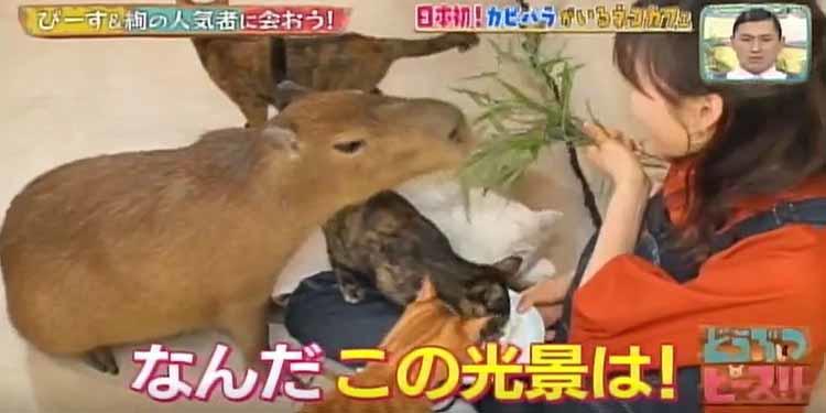 カピバラと触れ合える 日本初のカフェ お尻をなでるとゴロンと横になるカピバラに癒される どうぶつピース テレ東プラス Line News