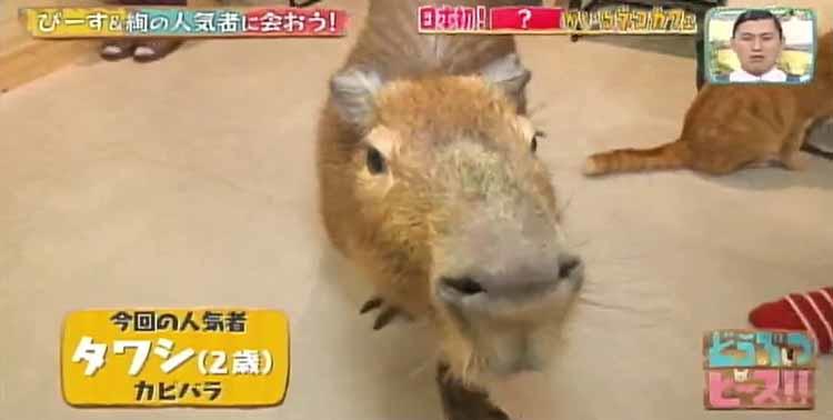 カピバラと触れ合える 日本初のカフェ お尻をなでるとゴロンと横になるカピバラに癒される どうぶつピース テレ東プラス Line News