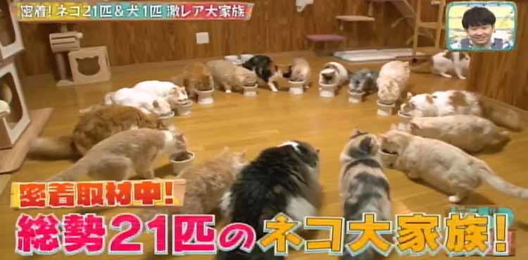 まさしくビール腹 ネコ21匹 犬1匹の大家族 激カワショット大放出 どうぶつピース テレ東プラス Line News
