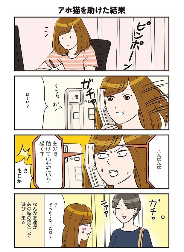 アホ猫を助けた結果 楽しすぎる一人暮らし 12 連載