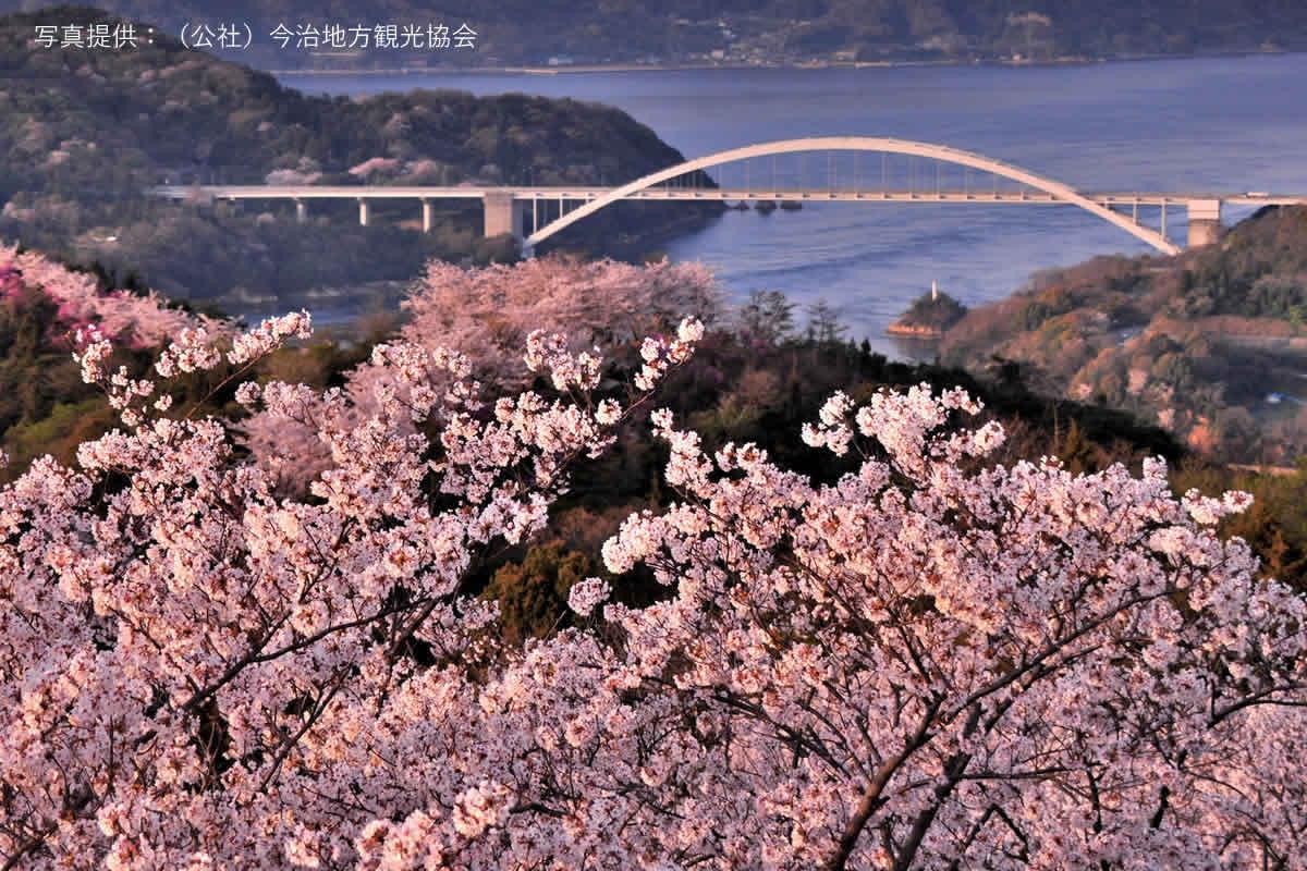 『しまなみ海道』随一の桜名所で、橋や島々を眺めながら絶景コースを散策しよう！／開山公園（愛媛県今治市伯方町）（瀬戸内Finder）