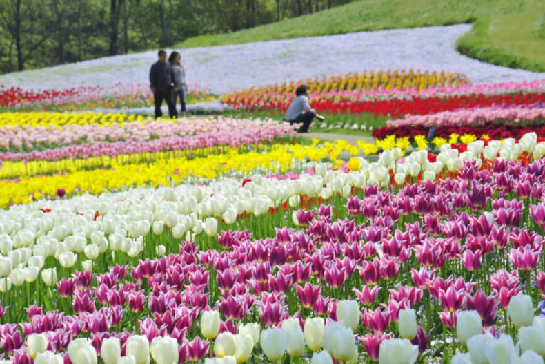 絶景 瀬戸内のお花畑まとめ7選 瀬戸内finder Line News