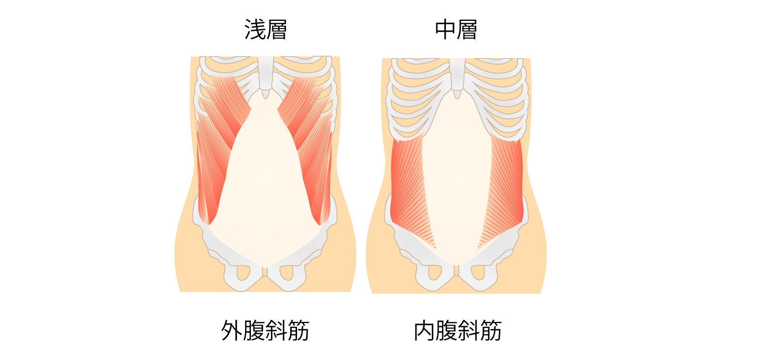 筋トレ初心者向け お腹 の筋肉解説 腹直筋 外腹斜筋 内腹斜筋 腹横筋はどこを指す Melos メロス Line News