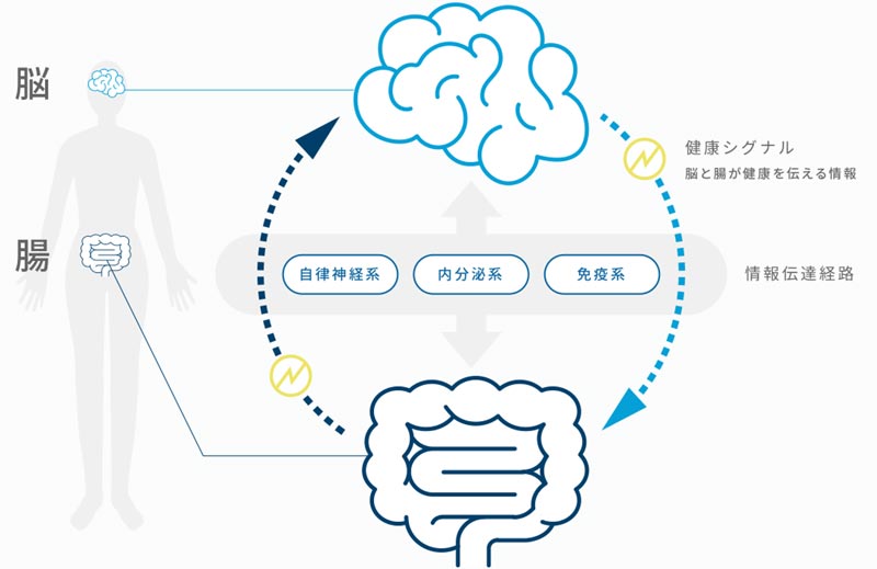 わずか1分 健康的に痩せたい人に 脳腸エクササイズ がおすすめです
