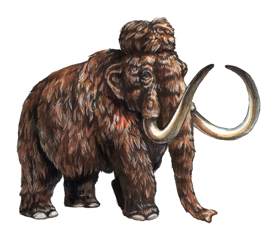 アメリカのスミソニアン国立自然史博物館をはじめ 日本全国から 絶滅してしまった動物 絶滅の危機に瀕している動物たちが大集合 特別展 絶滅動物研究所 7 6 土 9 8 日 開催 アットプレス Line News