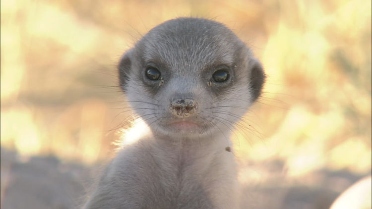 野生動物をアイデア駆使したカメラで激写 劇場版 ダーウィンが来た 新写真 映画ナタリー Line News