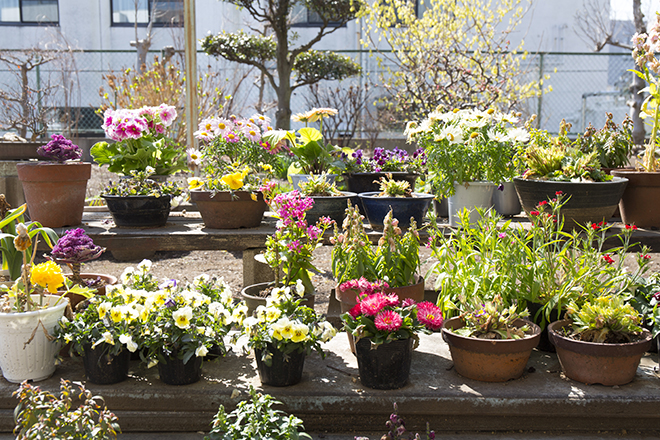 ツイッターおばあちゃんミゾイキクコさん 料理でもなんでも 頭を使って工夫をしない人はダメ