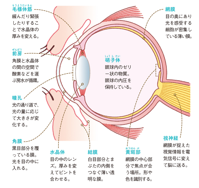 50代から増える目の病気に備えて 知っておきたい 目の構造と働き 50代から増える目の病気に備えて 知っておきたい 目の構造と働き