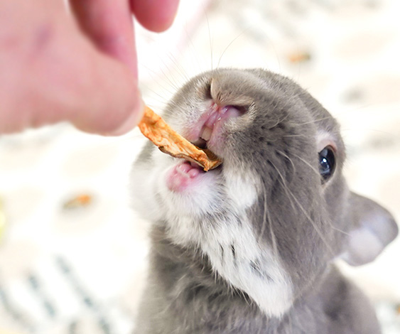 うさぎの8歳は 人間だと60代 うさぎの寿命と加齢による変化 ふうたの飼い主 毎日が発見 Line News