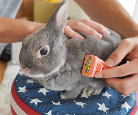 いっぱい撫でてあげて うさぎの病気 うっ滞 を予防する 5つの心がけ ふうたの飼い主 毎日が発見 Line News