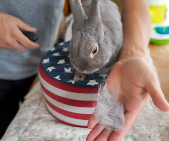 いっぱい撫でてあげて うさぎの病気 うっ滞 を予防する 5つの心がけ ふうたの飼い主 毎日が発見