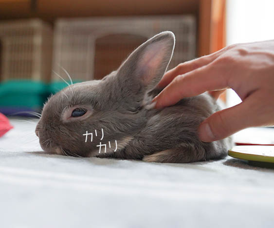 実はうさぎは感情豊か うれしい時にする意外と知られていない行動とは ふうたの飼い主 毎日が発見