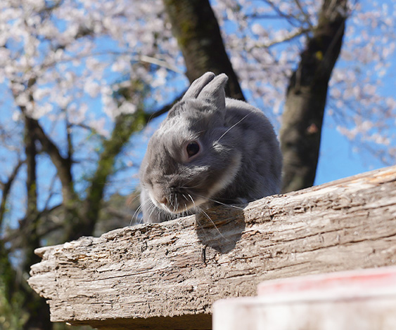 うさぎの飼い主にしか分からない うさぎにまつわる専門用語 造語 をご紹介 前編 毎日が発見 Line News