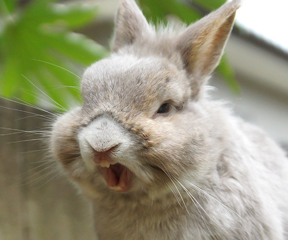 うさぎの歯は一生伸び続ける ふうたの飼い主 毎日が発見 Line News