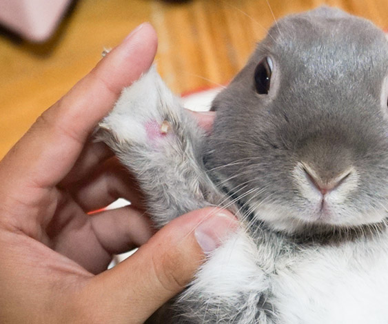 うさぎの毛がひと晩で無くなりパニックに 湿性皮膚炎 との闘い ふうたの飼い主 毎日が発見 Line News うさぎの毛がひと晩で無くなりパニックに 湿性皮膚炎 との闘い ふうたの飼い主 毎日が発見 Line News