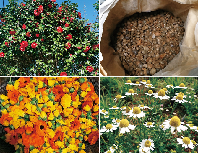 鹿児島の植物や柑橘類から生まれた 100 オーガニックのコスメティックに注目