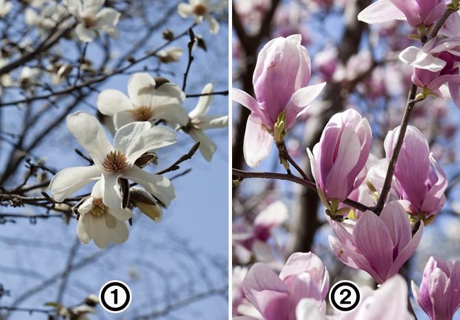 大人検定365 モクレンとコブシはどう違う 今日から使える話のタネ 家庭画報 Com