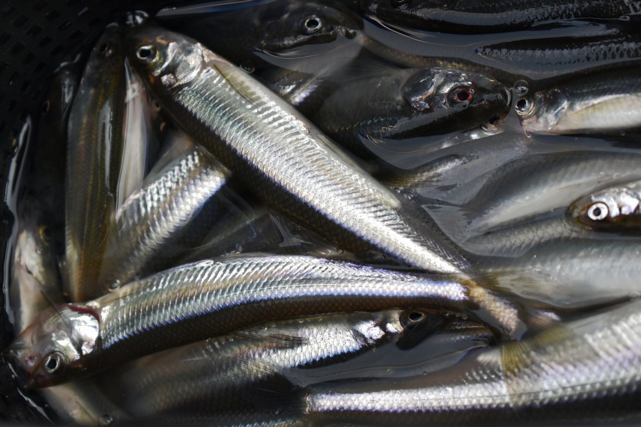 ワカサギ釣りを圧倒的に快適な釣行にするアイテム特集 Bmoジャパンのワカサギレールとリール台をオススメする理由とは Fishing Japan Line News