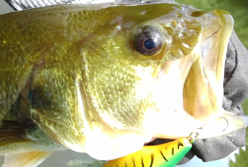 ブラックバスの飼育はダメ 絶対 法律で禁止されているのはナゼ Fishing Japan Line News