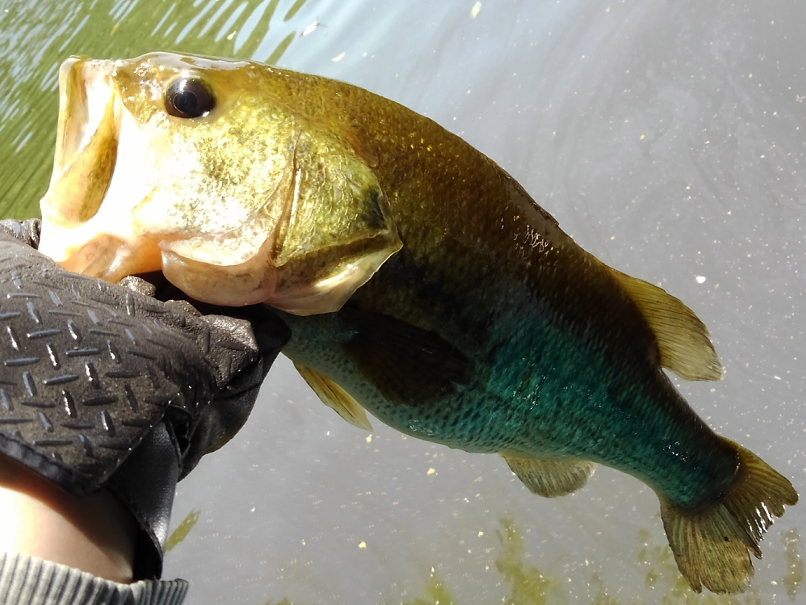 ブラックバスの飼育はダメ 絶対 法律で禁止されているのはナゼ Fishing Japan Line News