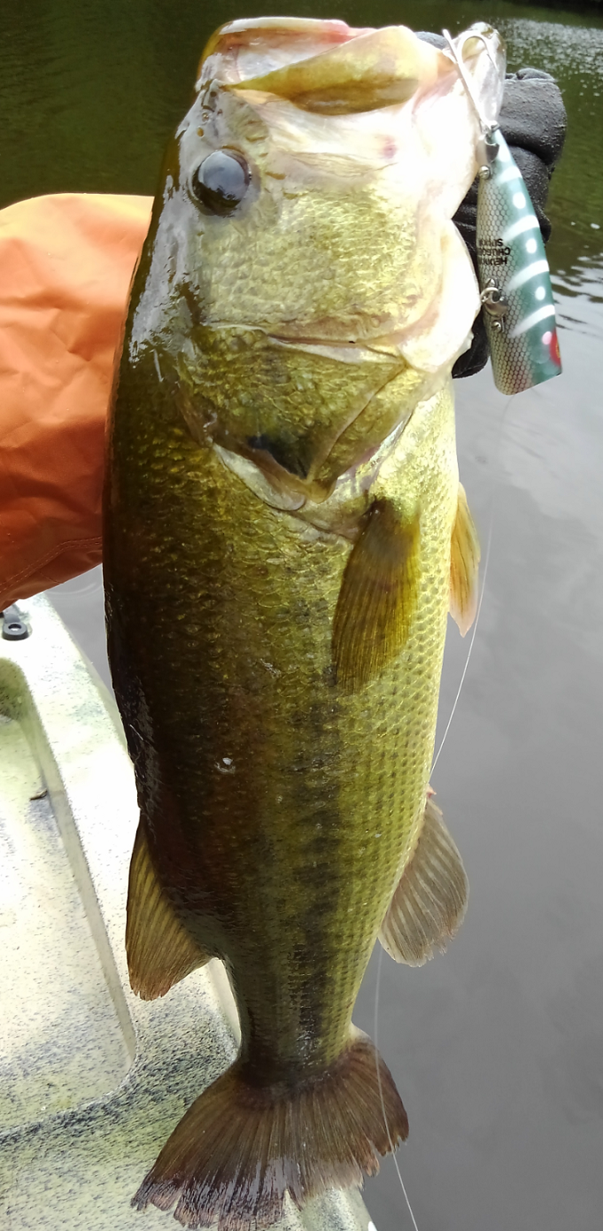 チャガースプーク原点回帰を使ってみた 大型バス狙いのオリジナルアプローチを公開 Fishing Japan Line News