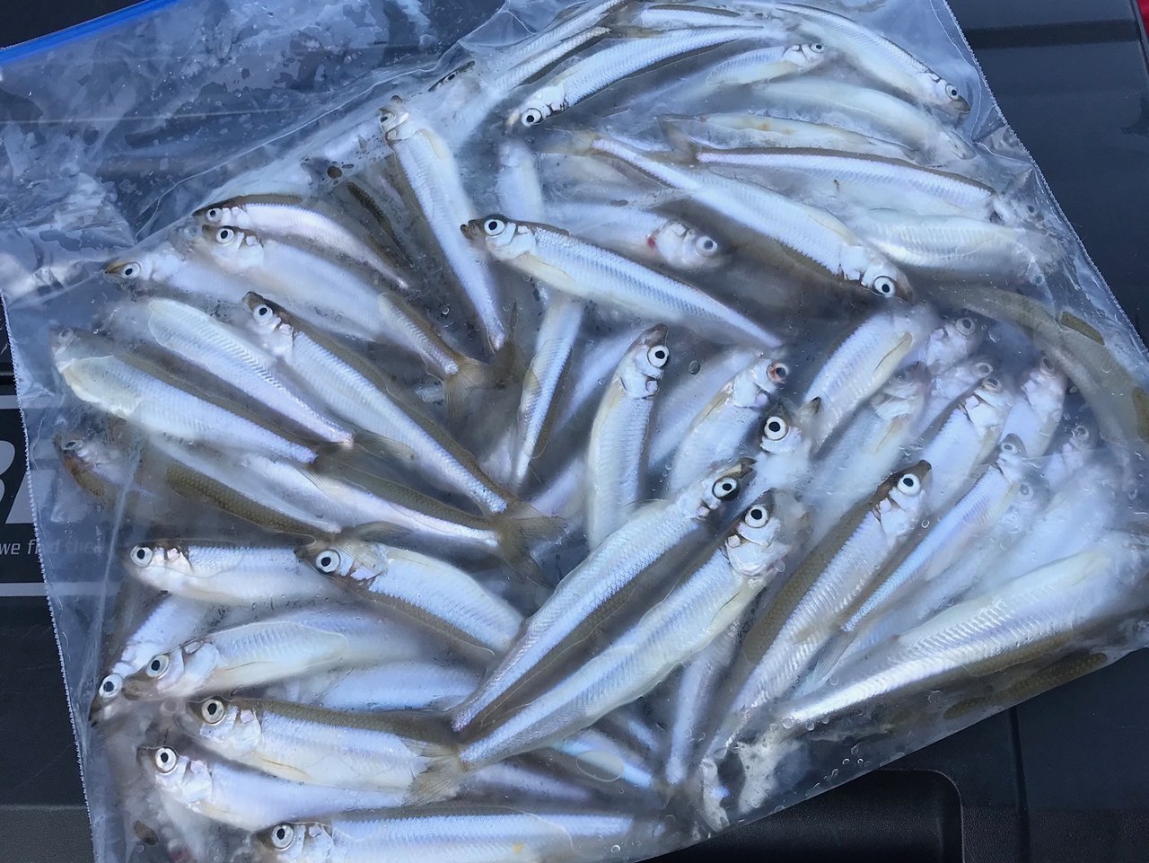 実はベストシーズン ワカサギ釣りデビューするなら今のシーズンが一番オススメ Fishing Japan