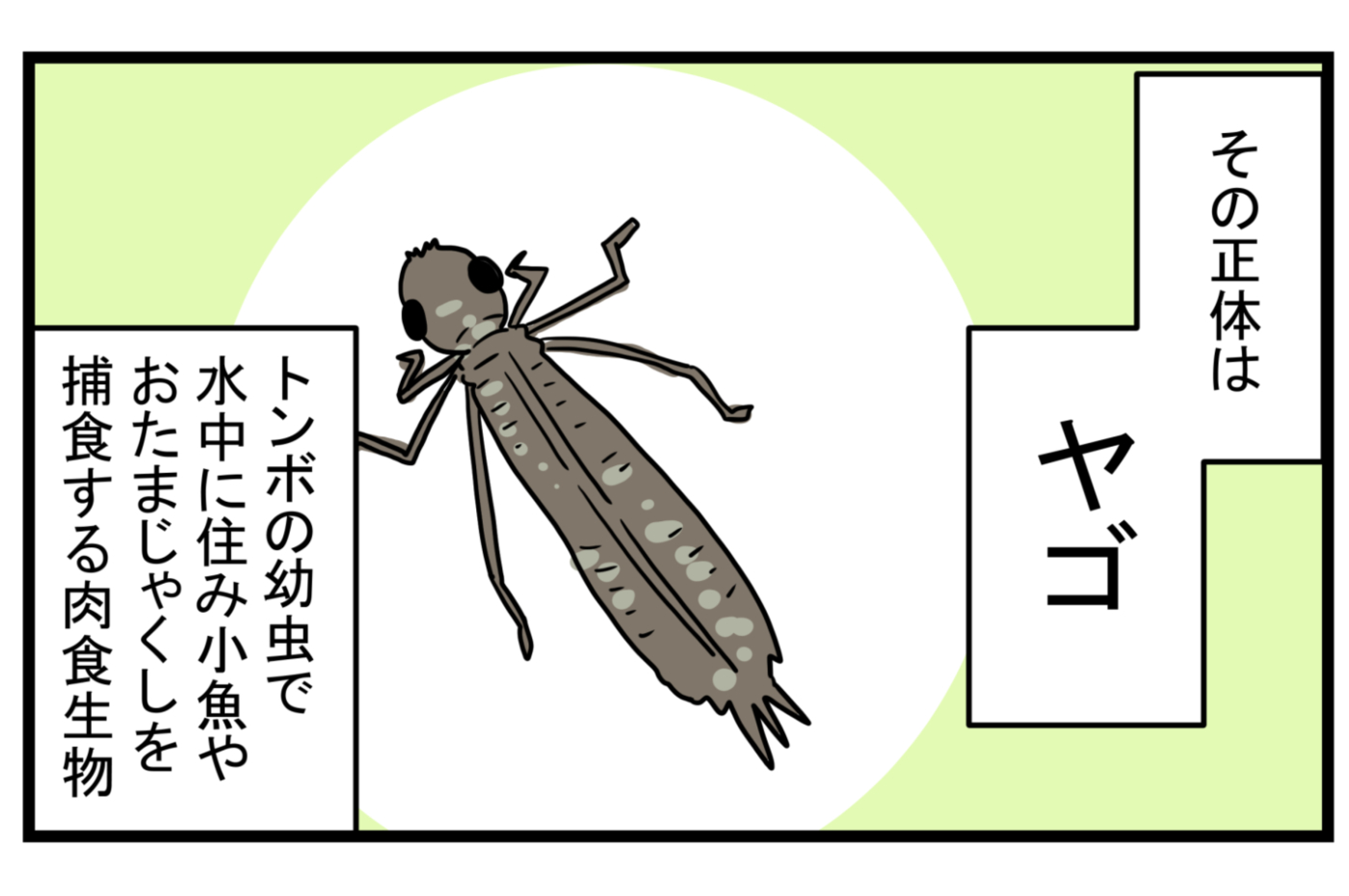 少し悲しい思い出 メダカが減っていく原因は アノ生き物 にあった こどもと見つけた小さな発見日誌 Vol 16 ウーマンエキサイト Line News 少し悲しい思い出 メダカが減っていく原因は アノ生き物 にあった こどもと見つけた小さな発見日誌 Vol 16 ウーマンエキサイト Line News